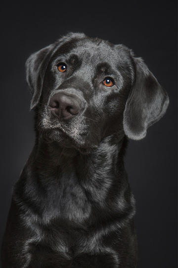 暴雪战网 苹果版